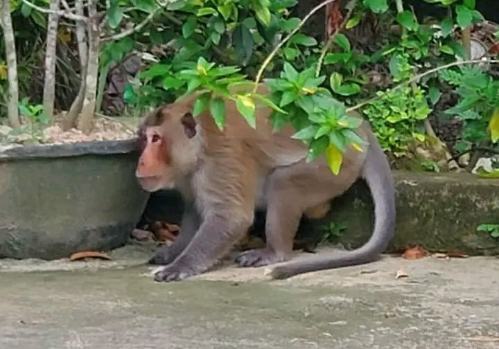 Con khỉ bị truy đuổi rớt xuống đất trong khu công nghiệp Hòa Phú.