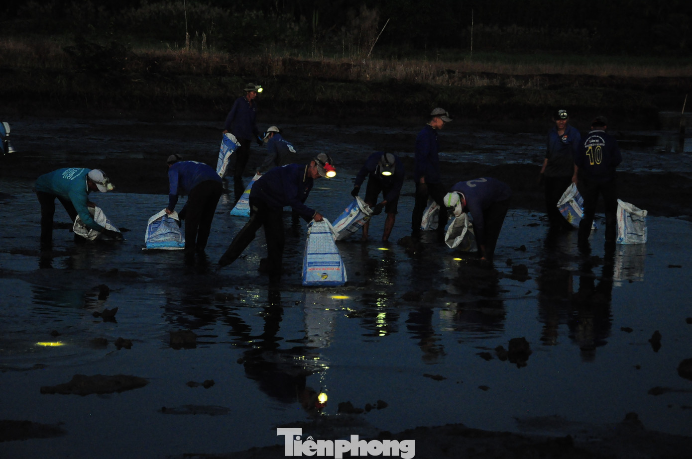 Khoảng 4h sáng, đội thu hoạch tôm gần 20 người bắt đầu công việc, mỗi người đều mang theo đèn soi trên đầu để bắt tôm lúc trời còn chưa sáng.
