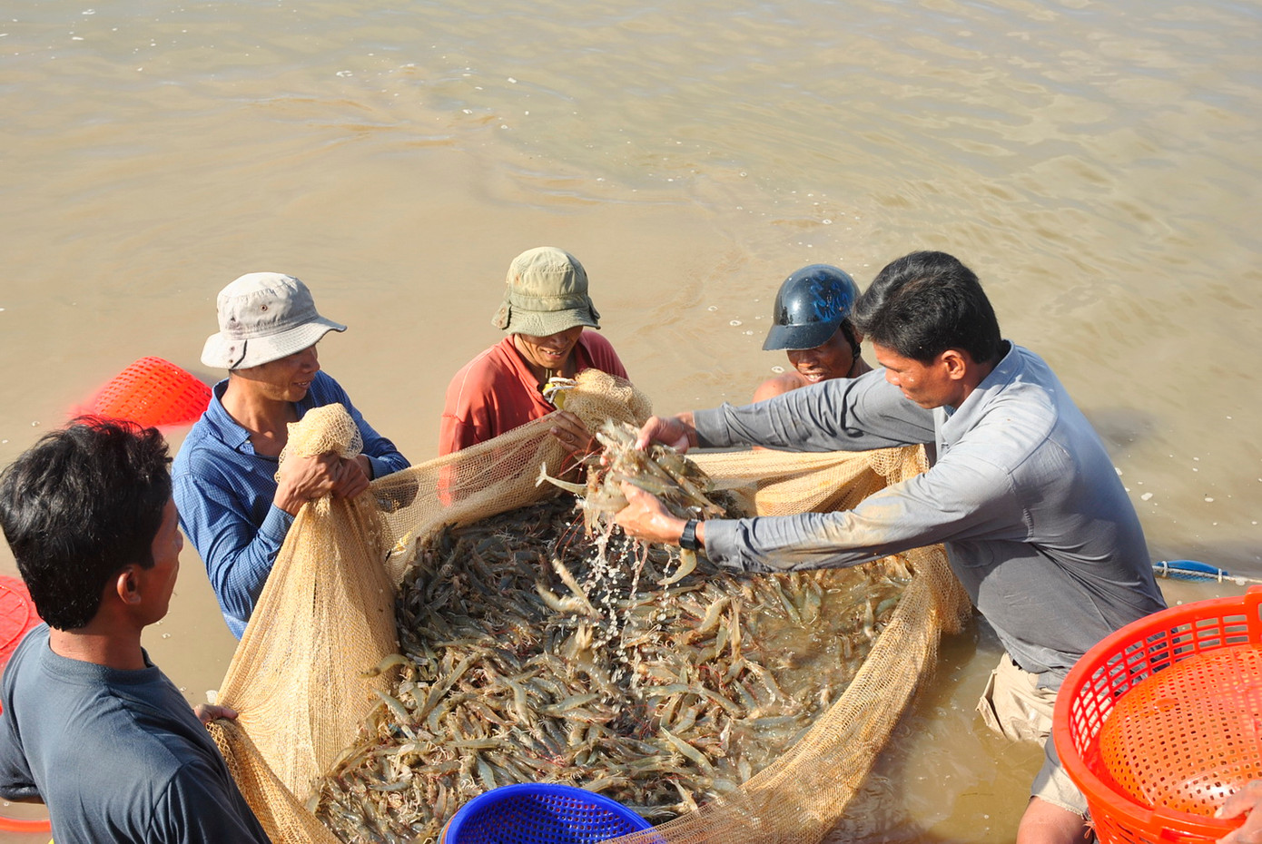 Thu hoạch tôm ở ĐBSCL.