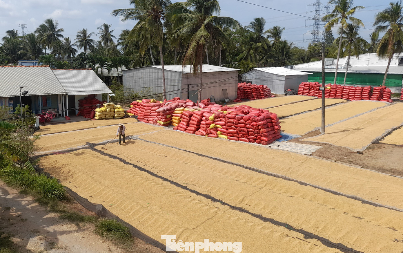 Đề án 1 triệu ha lúa được kỳ vọng hiệu quả rất lớn cho ngành hàng lúa gạo ĐBSCL. Ảnh: CK.