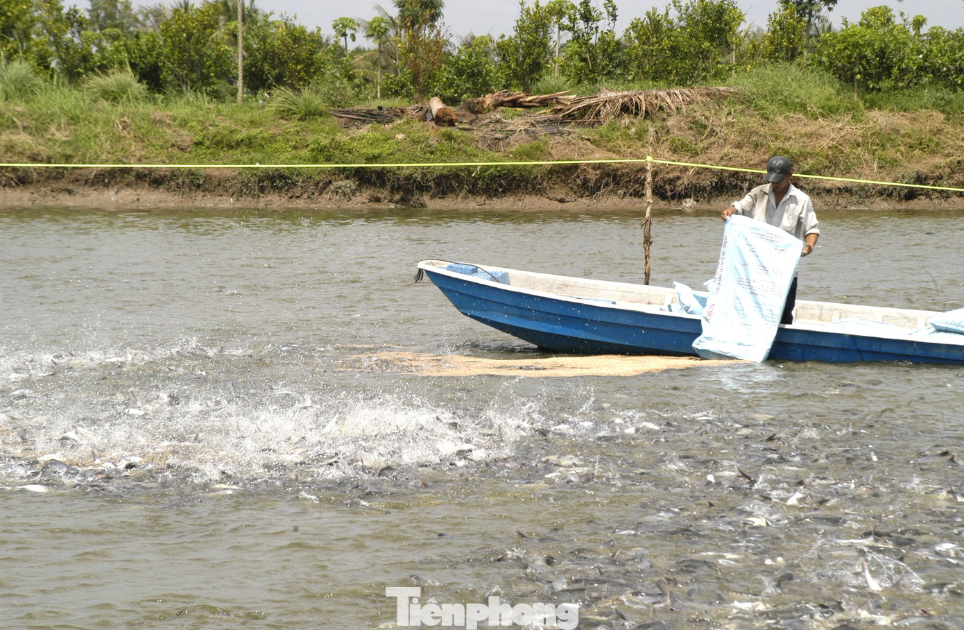 Nuôi cá tra ở ĐBSCL. Ảnh: Cảnh Kỳ.