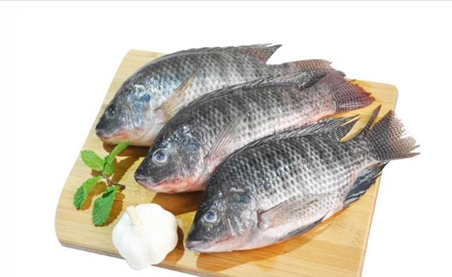 Việt Nam có cơ hội và tiềm năng phát triển ngành cá rô phi.