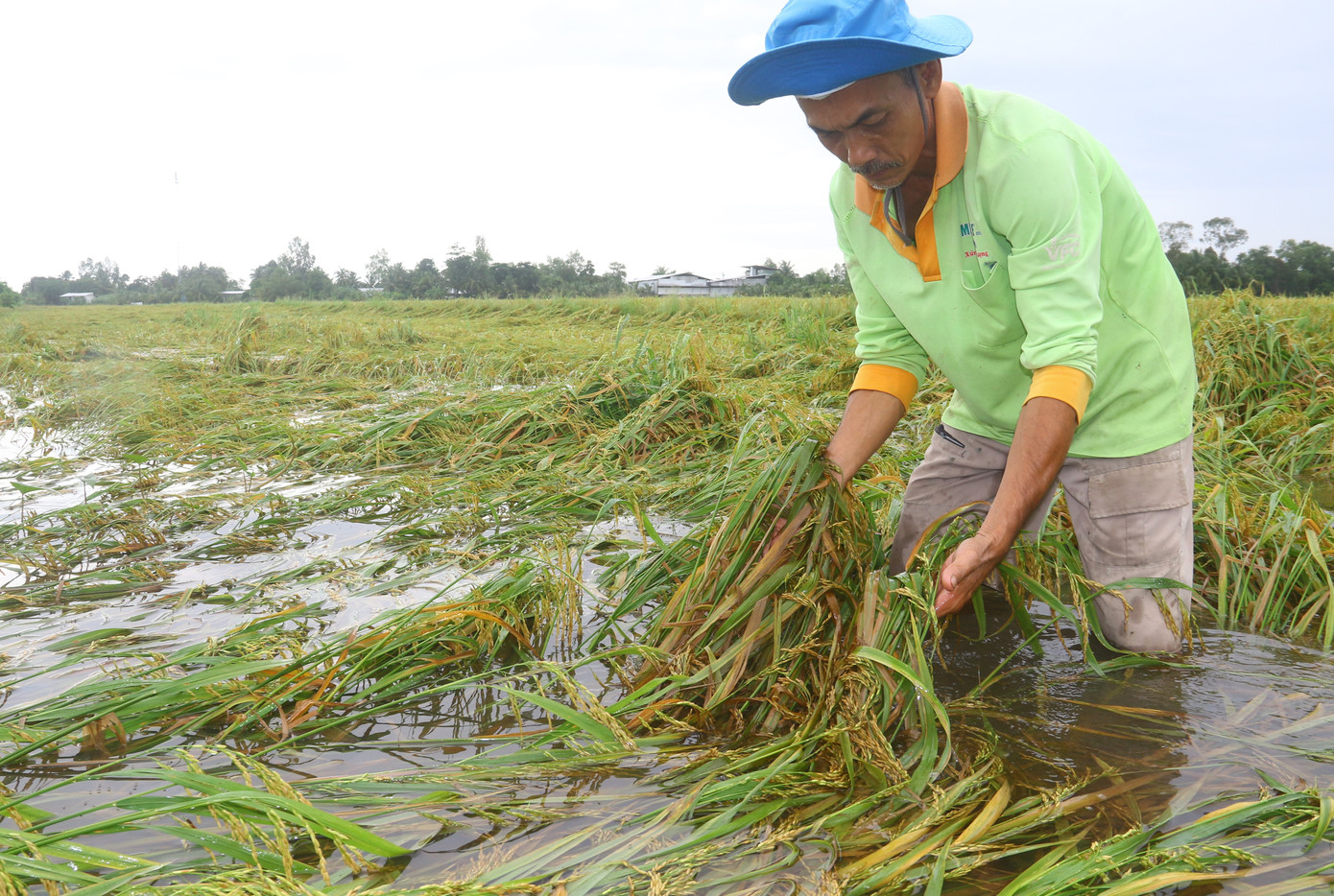 Theo bà con nông dân, trong điều kiện bình thường, năng suất lúa ở đây không dưới 700kg/công (1.300m2), nhưng với tình cảnh này, may ra chỉ hy vọng đạt 400kg/công để khỏi trắng tay.