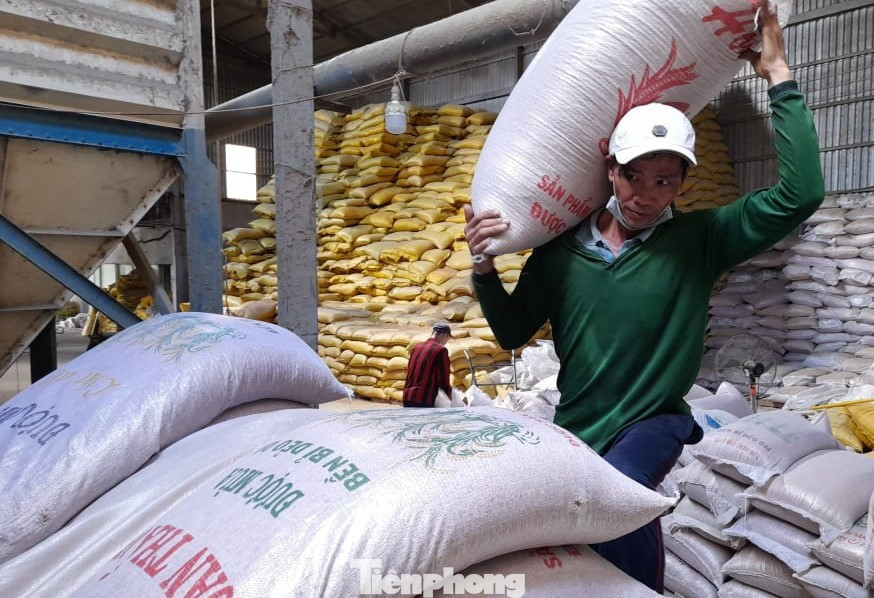 Xuất khẩu gạo tháng 1/2023 giảm cả về lượng lẫn giá trị so với cùng kỳ năm 2022. Ảnh: CK