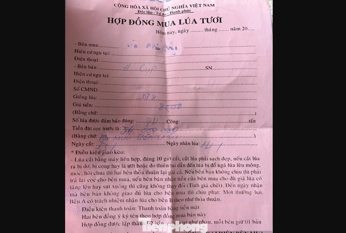 Một hợp đồng mua bán lúa của nông dân với thương lái, thanh toán bằng tiền mặt. Một hợp đồng mua bán lúa của nông dân với thương lái, thanh toán bằng tiền mặt.