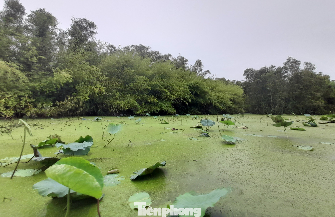 Lung Ngọc Hoàng là khu đất ngập nước tiêu biểu, bảo tồn đa dạng sinh học độc đáo. Ảnh: CK.