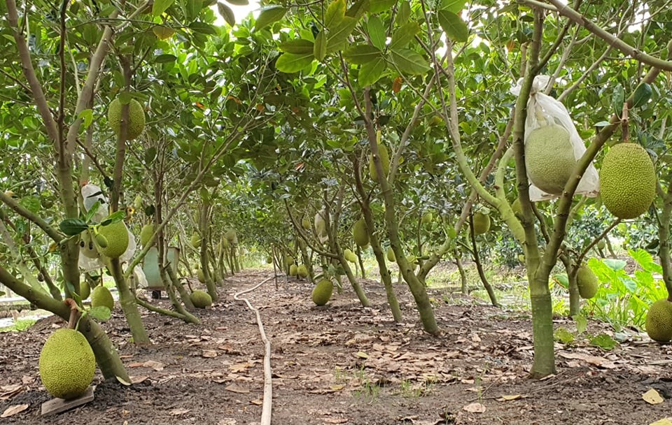 Theo cảnh báo từ phía Trung Quốc, mít là mặt hàng vi phạm nhiều nhất về mã số vùng trồng và cơ sở đóng gói. Theo cảnh báo từ phía Trung Quốc, mít là mặt hàng vi phạm nhiều nhất về mã số vùng trồng và cơ sở đóng gói.