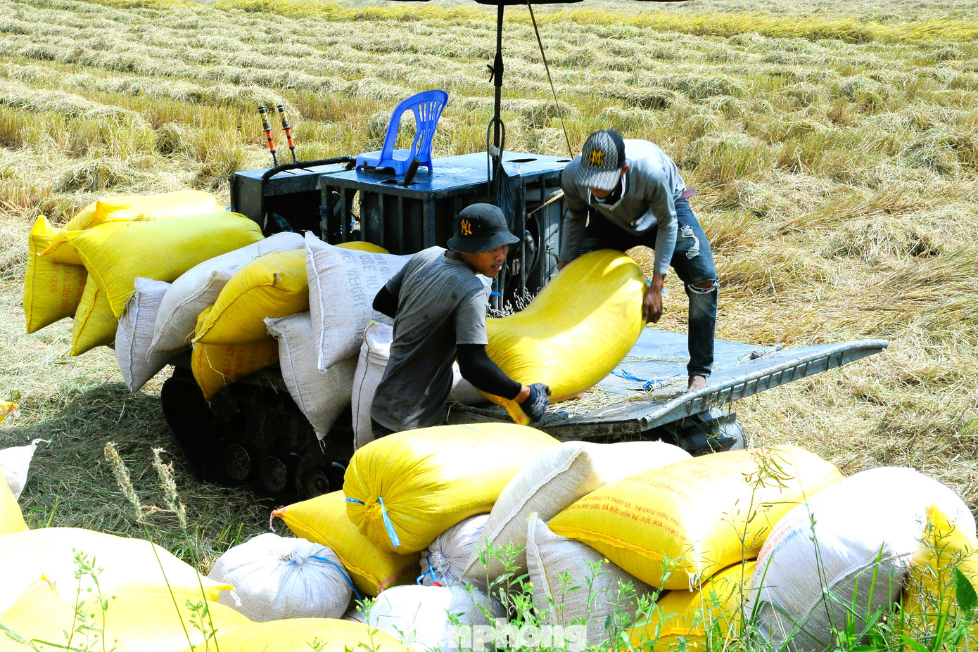 Thu hoạch lúa ở ĐBSCL. Ảnh: CK.