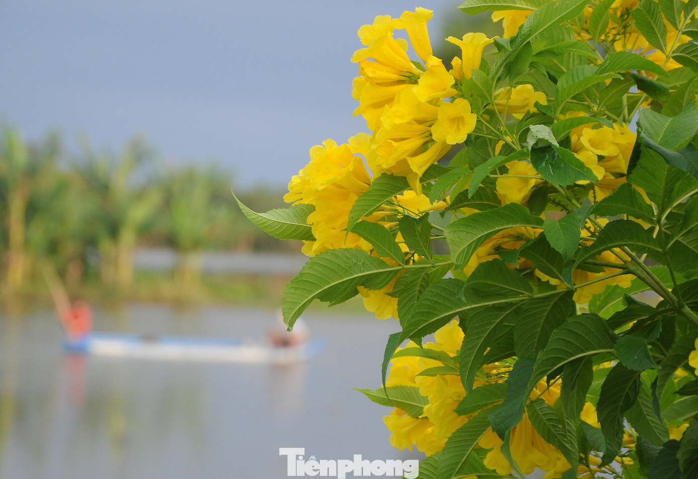 Thường xuyên đi qua tuyến đường này, anh Trần Văn Tú (quê Kiên Giang) chia sẻ: "Mình thích chọn tuyến đường này để lên Cần Thơ bởi lưu thông thuận lợi hơn và nhất là thời điểm hoa hoàng yến nở rộ mang đến cảm giác khó tả".