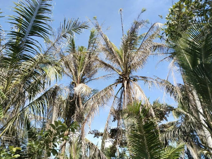 Một vườn dừa bị sâu đầu đen tấn công. Ảnh: HT Một vườn dừa bị sâu đầu đen tấn công. Ảnh: HT