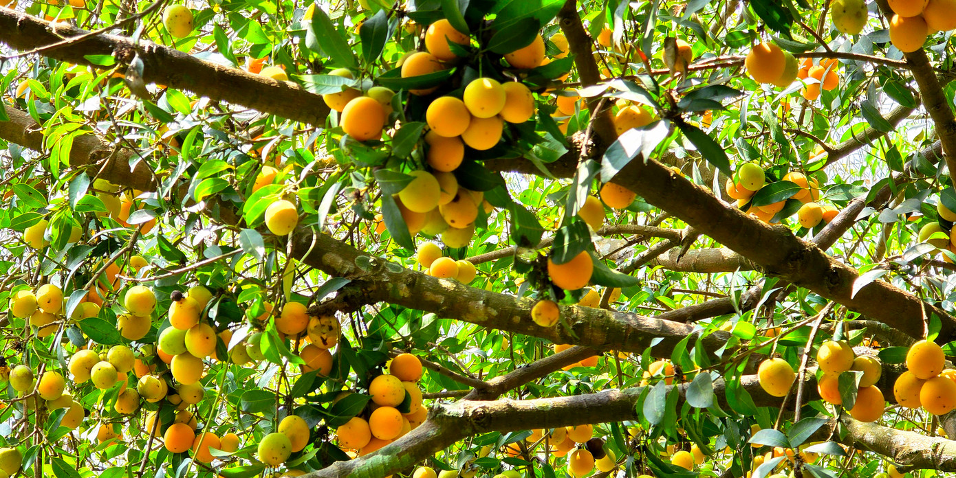 Cùng với bưởi Năm Roi, thanh trà là đặc sản của thị xã Bình Minh. Cùng với bưởi Năm Roi, thanh trà là đặc sản của thị xã Bình Minh.