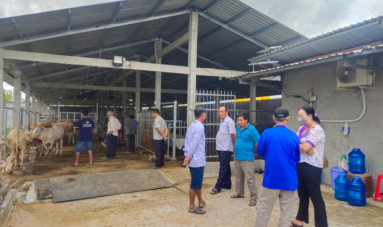 Một mô hình khuyến nông chọn bò giống ở Trà Vinh. Ảnh: Sở NN&amp;PTNT Trà Vinh