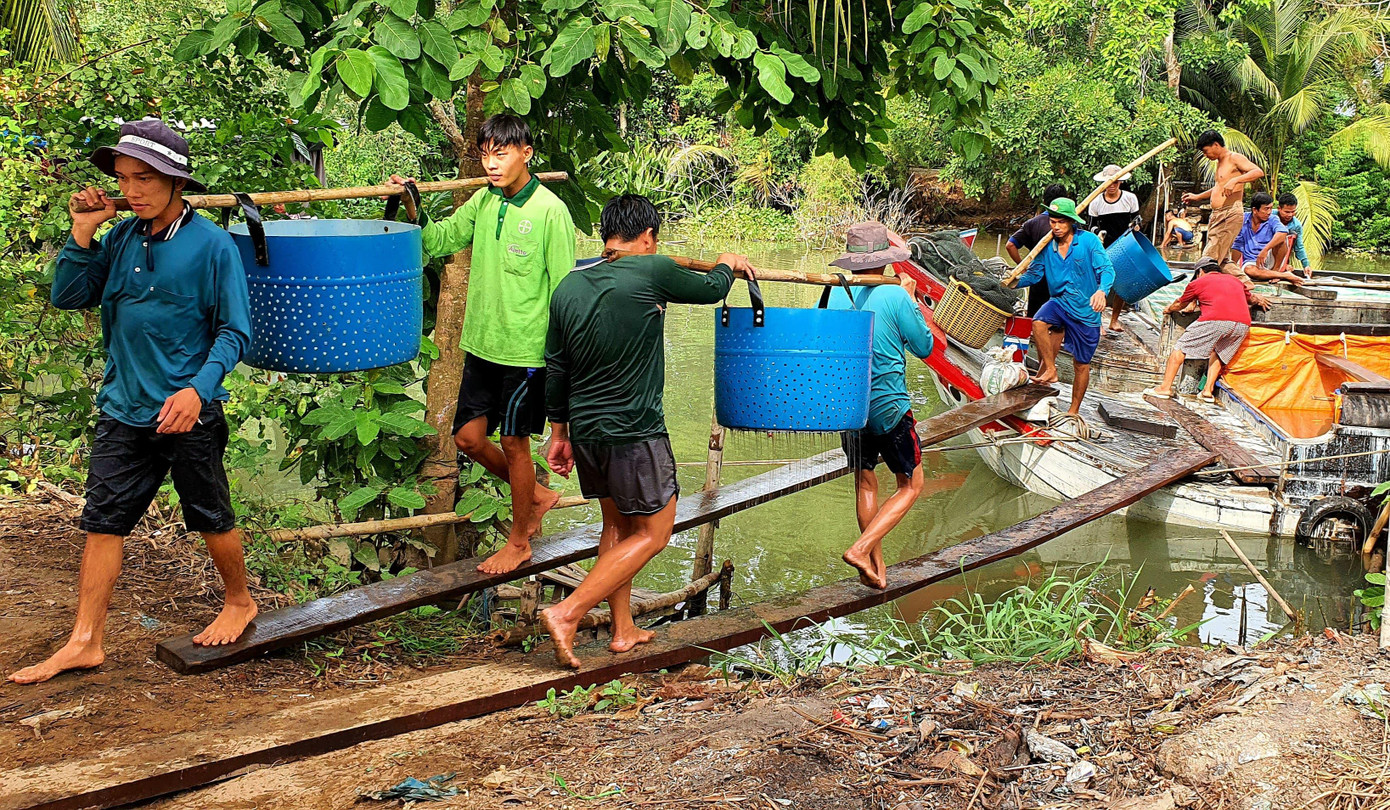 Cùng với chế biến, nuôi trồng thủy sản ở Đồng bằng sông Cửu Long đang gặp không ít khó khăn. Ảnh tư liệu: Thu hoạch cá tra. Ảnh: CK