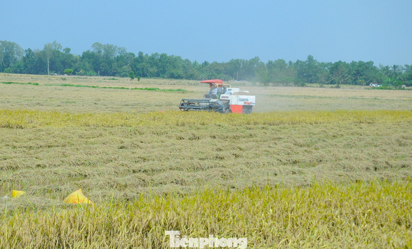 Vụ lúa Đông Xuân 2023-2024, vùng ĐBSCL sản xuất khoảng 1,5 triệu ha. Ảnh: CK.