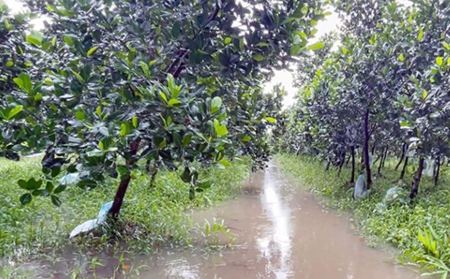 Một vườn mít bị ngập nước. Một vườn mít bị ngập nước.