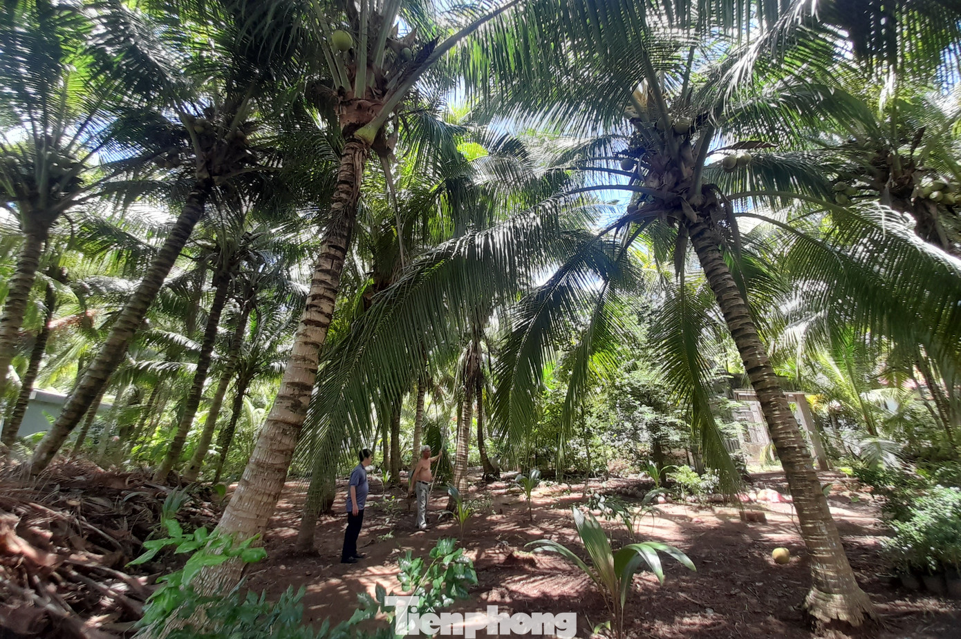 Dừa là một trong những cây chủ lực của Trà Vinh, với diện tích hơn 27.500ha. Ảnh: CK Dừa là một trong những cây chủ lực của Trà Vinh, với diện tích hơn 27.500ha. Ảnh: CK