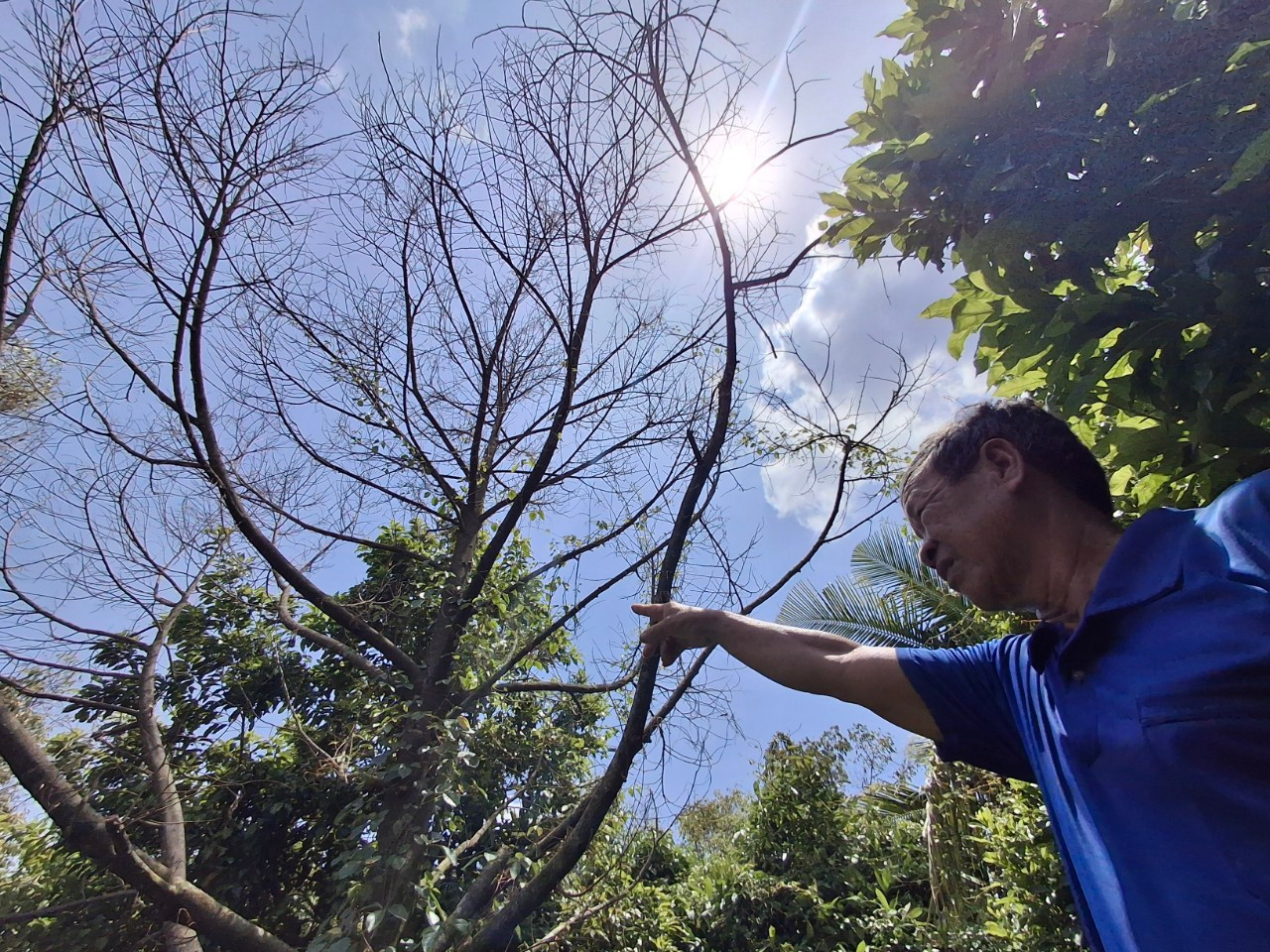 Cây rụng lá, chết khô. Ảnh: T.Q