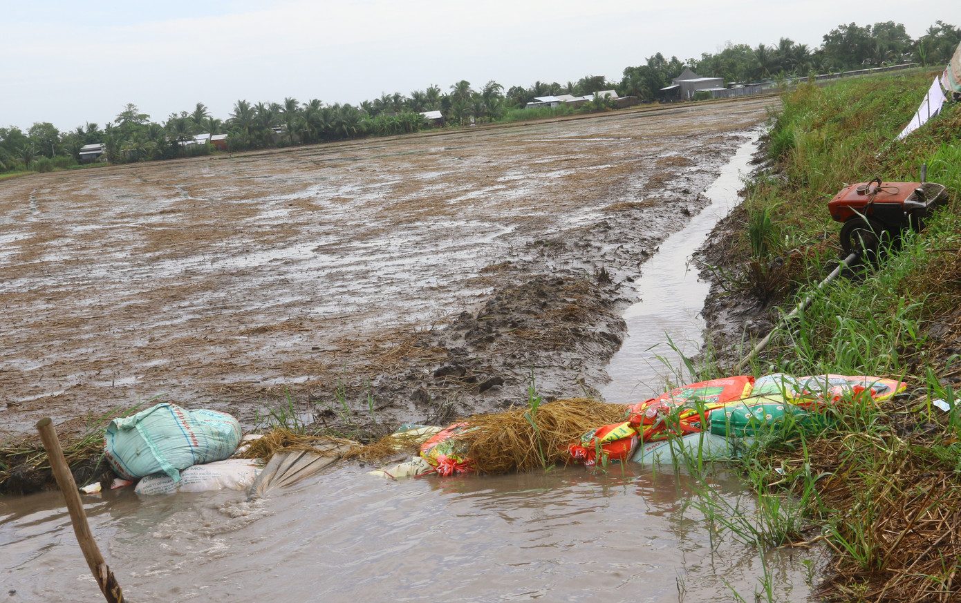 Lúa thu đông mới xuống giống cũng bị thiệt hại. Lúa thu đông mới xuống giống cũng bị thiệt hại.
