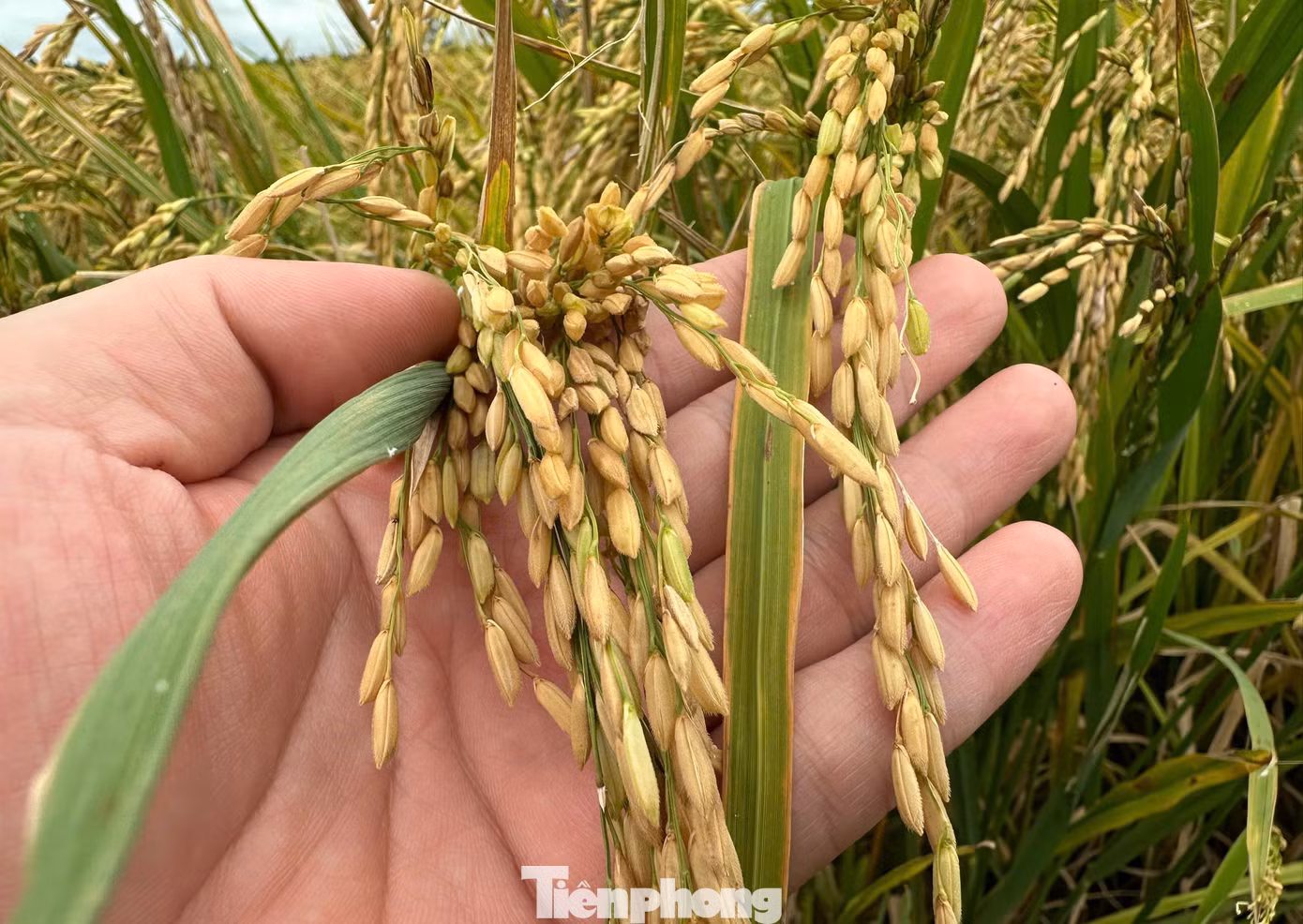 Lúa đến ngày thu hoạch nhưng phải đợi máy cắt.