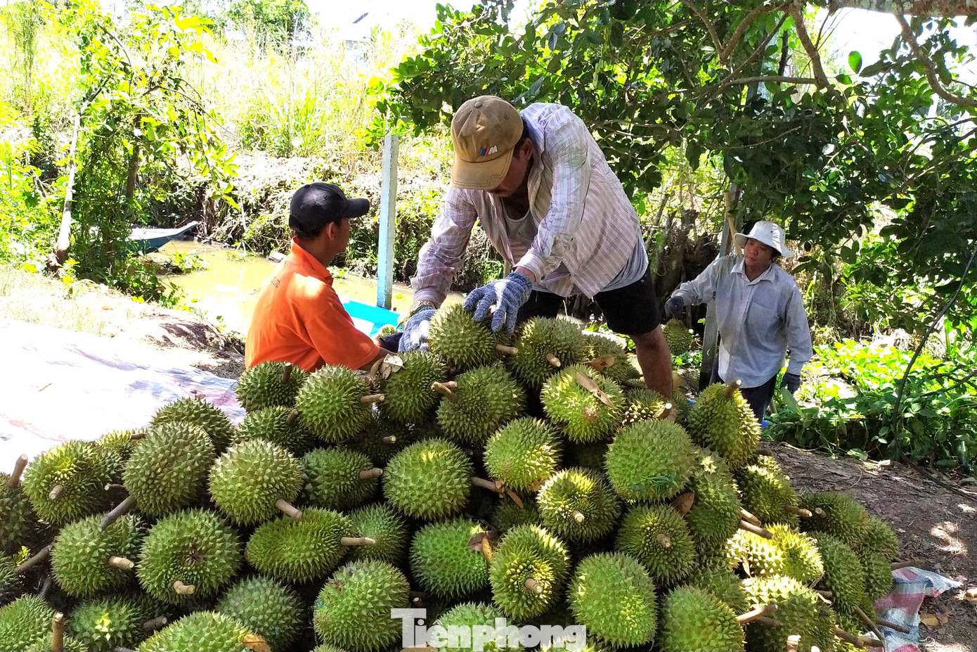 Thu hoạch sầu riêng ở ĐBSCL (Ảnh: CK) Thu hoạch sầu riêng ở ĐBSCL (Ảnh: CK)