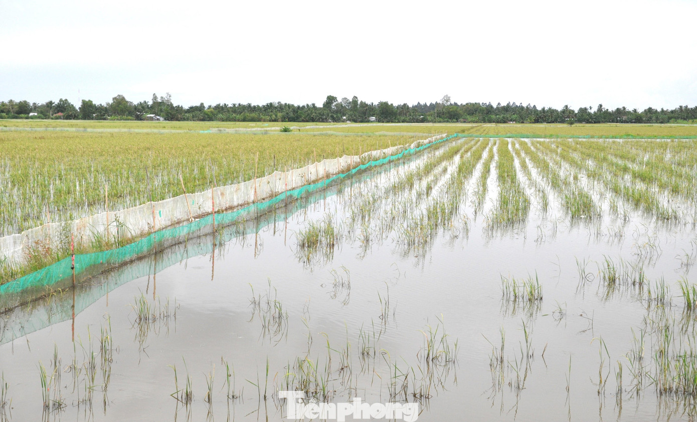 Vụ 3 cũng là thời điểm mùa nước nổi ở miền Tây, nhiều cánh đồng được "nghỉ ngơi", cho nước vào để vệ sinh đồng ruộng, cho thêm phù sa.