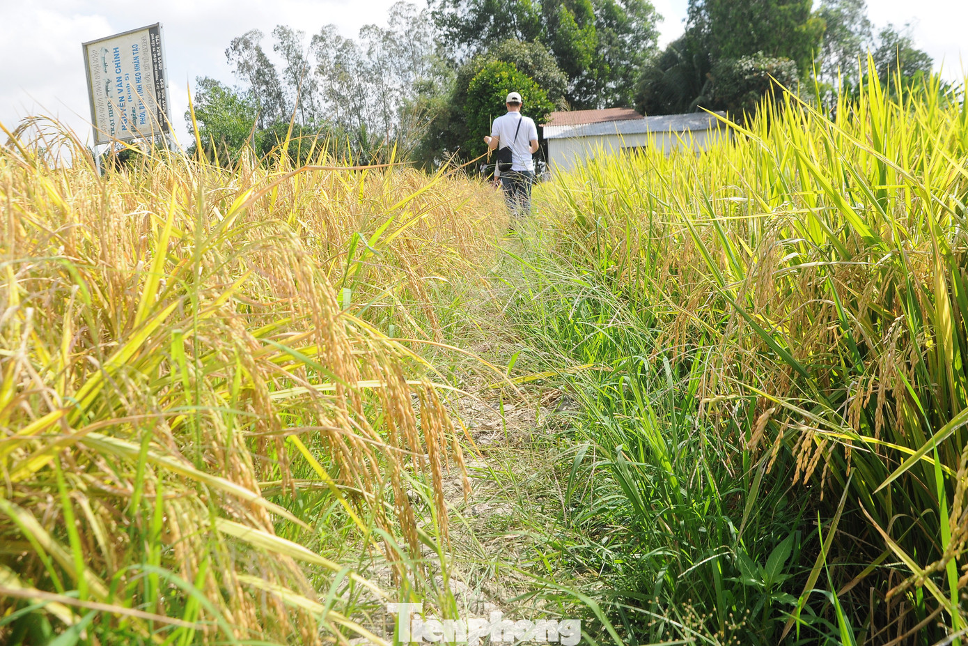 Hậu Giang có khoảng 150.000 ha lúa Đông Xuân, Hè Thu 2023 nguy cơ bị hạn hán, xâm nhập mặn. Ảnh: CK