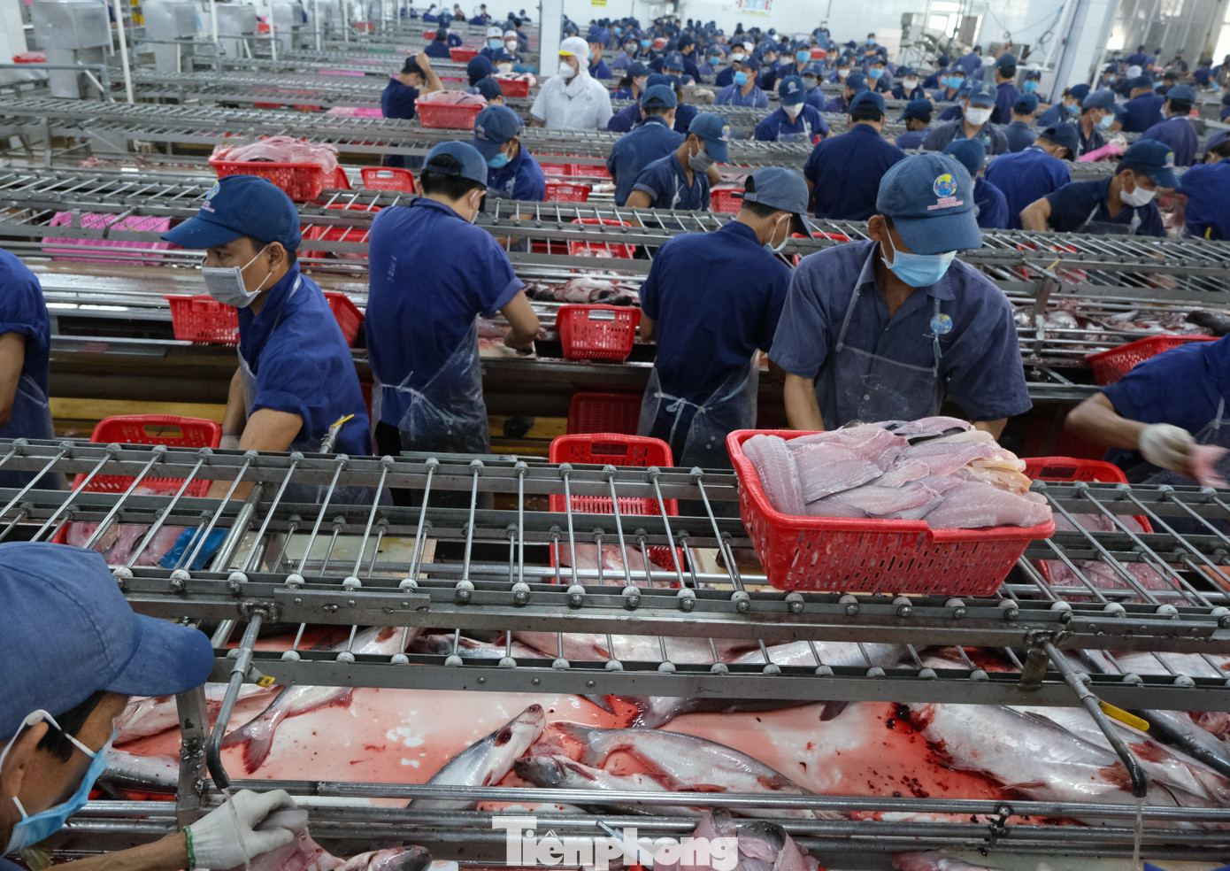 Chế biến cá tra xuất khẩu.