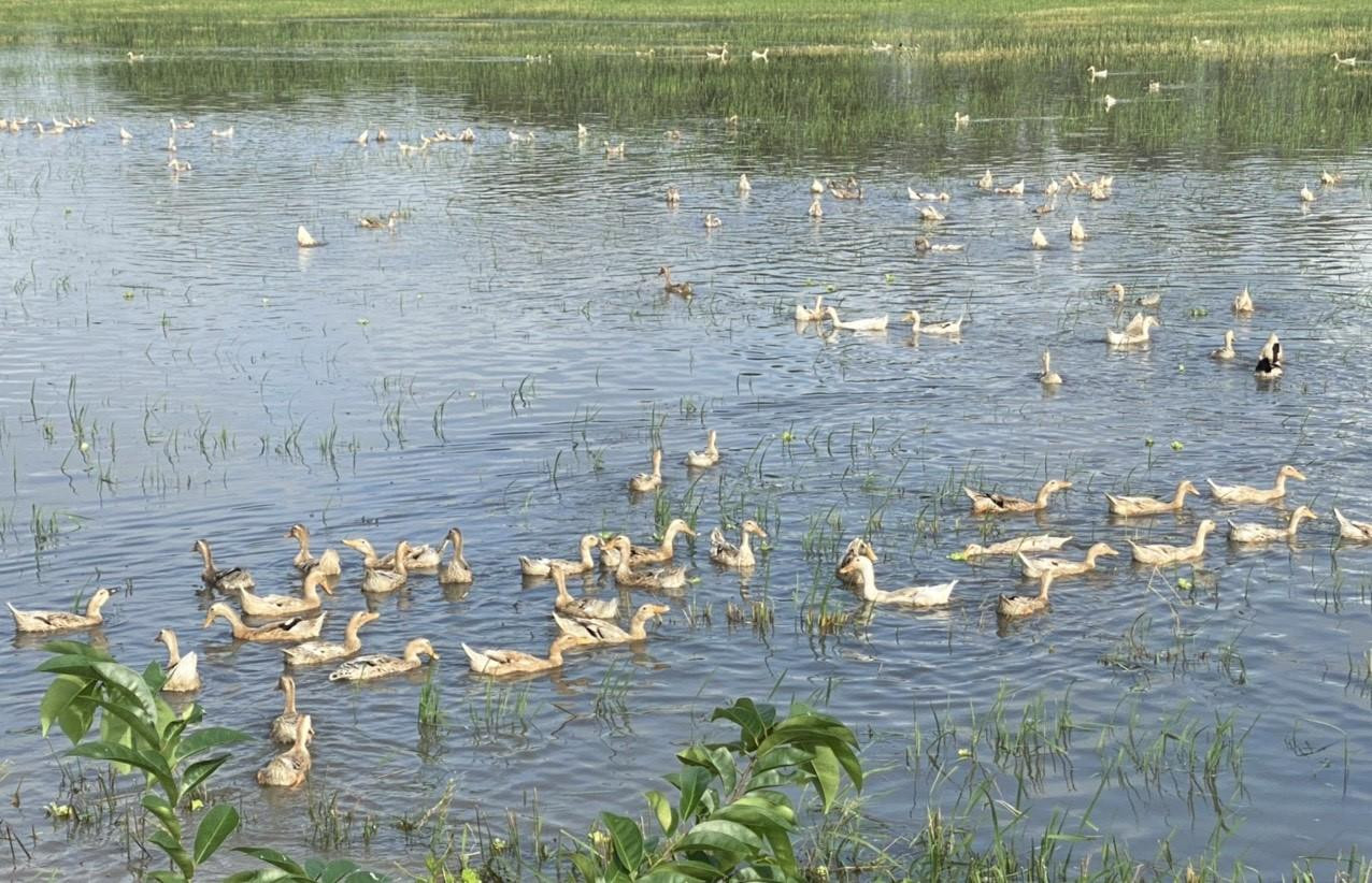 Nước đã bắt đầu lên tràn đồng, tuy nhiên năm nay tiếp tục được dự báo thêm một mùa nước nổi kém, những sản vật mùa nước nổi cũng vì thế giảm đi. Nước đã bắt đầu lên tràn đồng, tuy nhiên năm nay tiếp tục được dự báo thêm một mùa nước nổi kém, những sản vật mùa nước nổi cũng vì thế giảm đi.