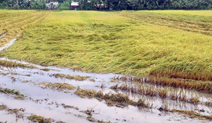 Người trồng lúa còn phải chịu gánh nặng khác khi bước vào thu hoạch. Trong điều kiện lúa đứng, giá thuê máy cắt dao động từ 320.000-350.000 đồng/công. Nhưng lúa bị đổ ngã, nằm trong nước, giá thuê phải từ 400.000 đồng/công trở lên (tùy theo mức độ đổ ngã của lúa). Mặt khác, nông dân đã nhận tiền cọc trước của “cò lúa” với giá 6.200 đồng/kg, nhưng đến thời điểm cân lúa phải thương lượng lại và thường sẽ thấp hơn.