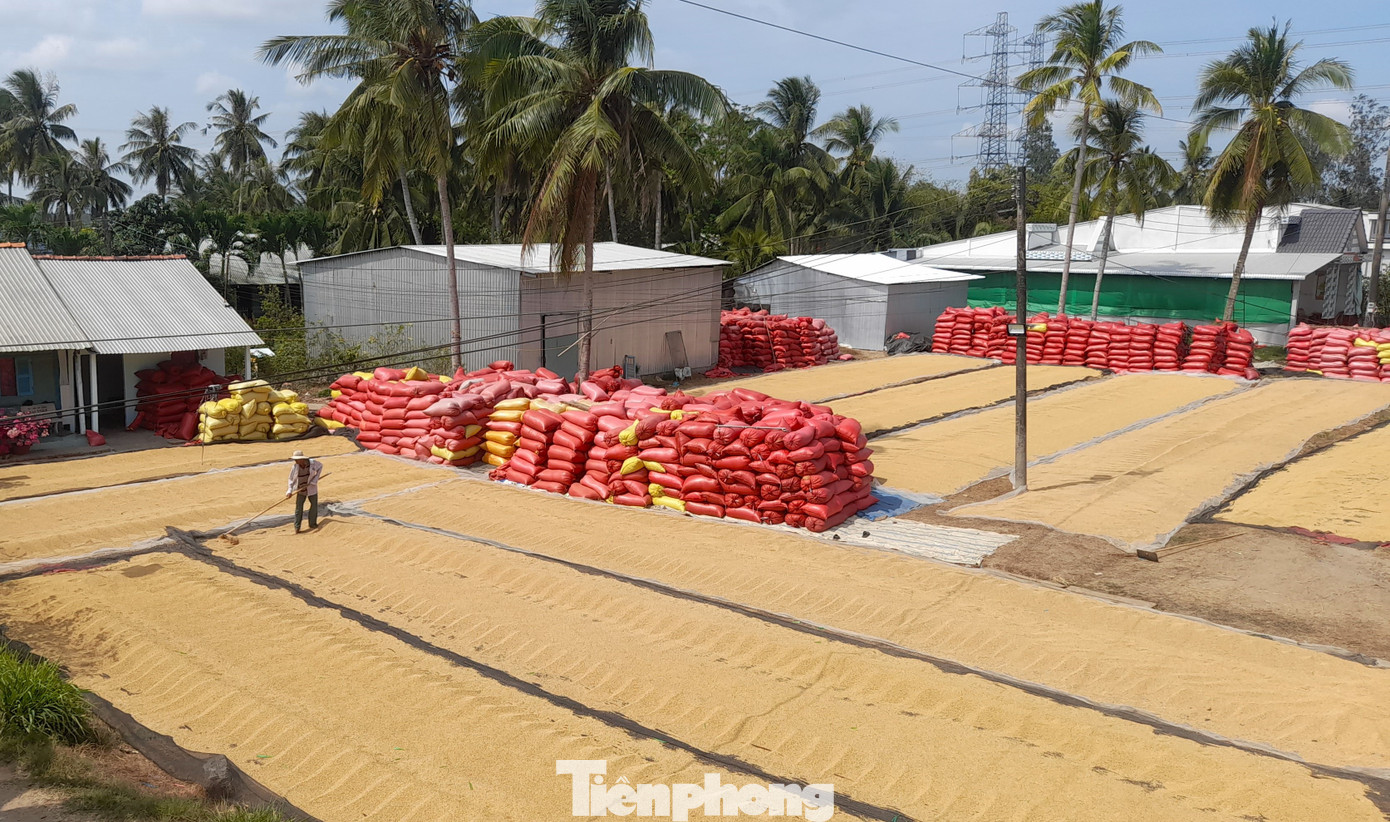 Năm 2025, vùng ĐBSCL có hơn 3,7 triệu ha trồng lúa, sản lượng ước đạt gần 24 triệu tấn. Ảnh: CK. Năm 2025, vùng ĐBSCL có hơn 3,7 triệu ha trồng lúa, sản lượng ước đạt gần 24 triệu tấn. Ảnh: CK.