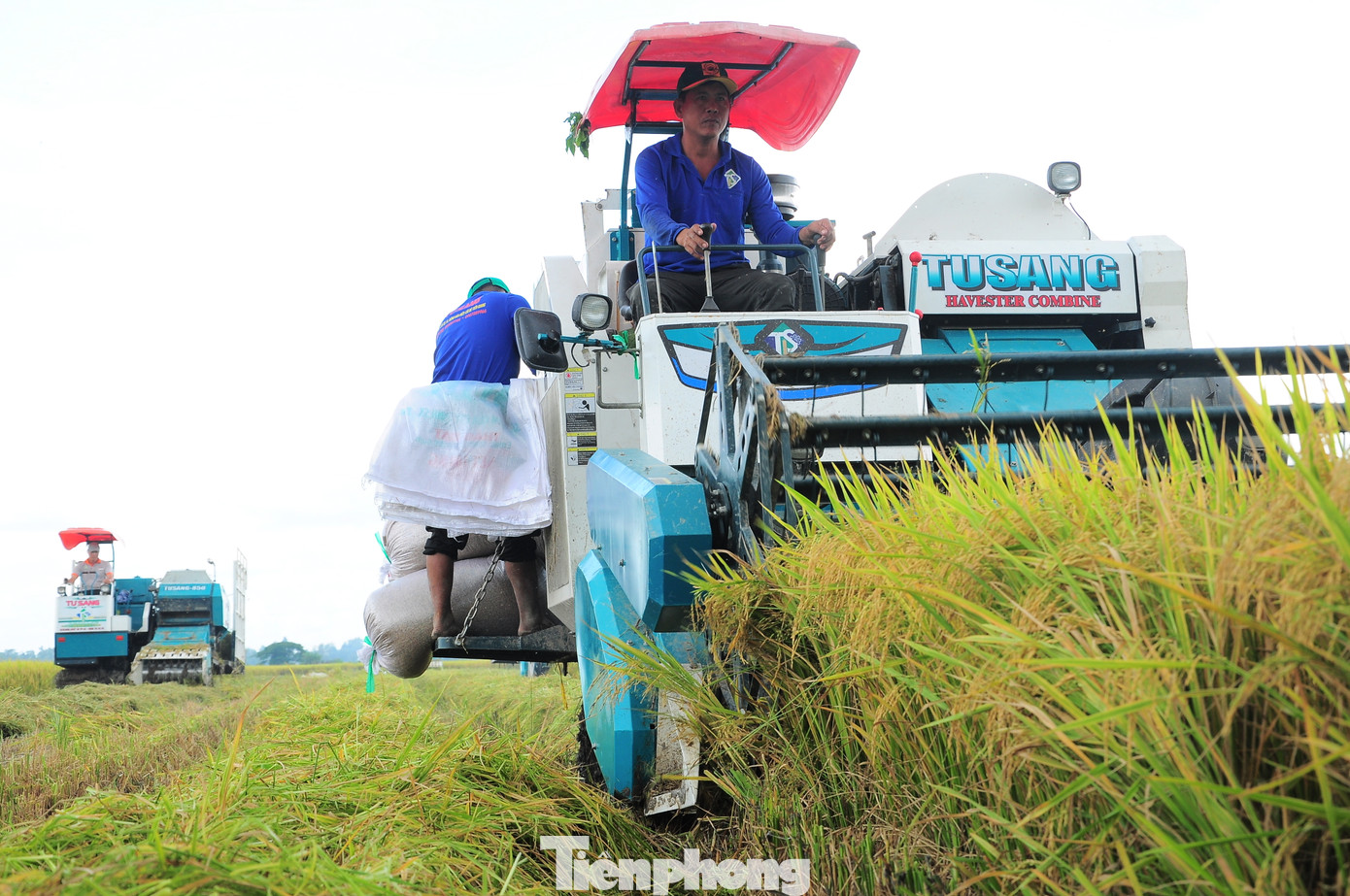 Thu hoạch lúa tại mô hình thực hiện Đề án ở Cần Thơ. Ảnh: CK. Thu hoạch lúa tại mô hình thực hiện Đề án ở Cần Thơ. Ảnh: CK.
