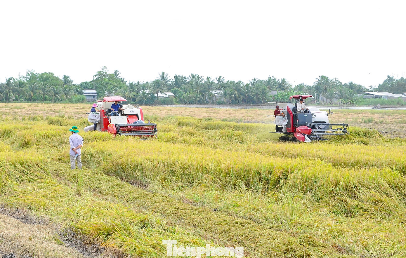 Thành phố Cần Thơ tham gia Đề án với diện tích 48.000ha đến năm 2030. Ảnh: CK