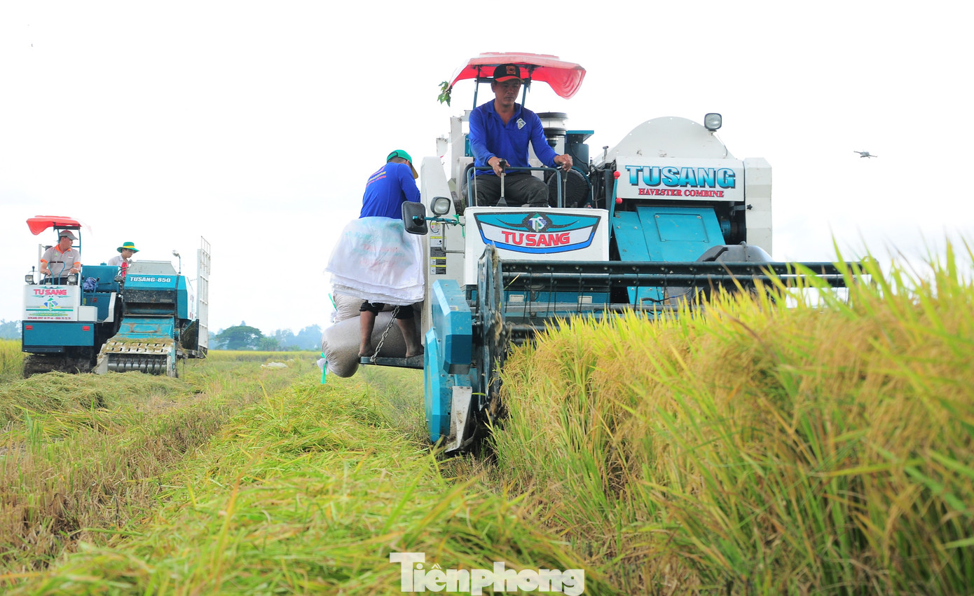 Thu hoạch lúa tại mô hình thí điểm Đề án ở Cần Thơ. Ảnh: CK.