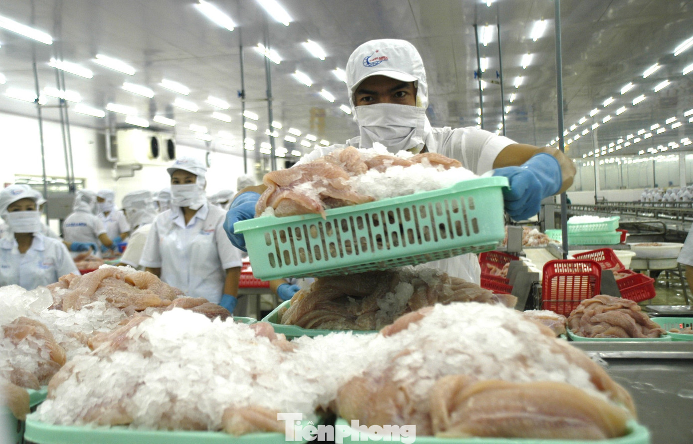 Xuất khẩu thủy sản 11 tháng năm nay giảm hơn 19% so với cùng kỳ, trong đó cá tra vẫn là mặt hàng giảm sâu nhất. Ảnh: CK.