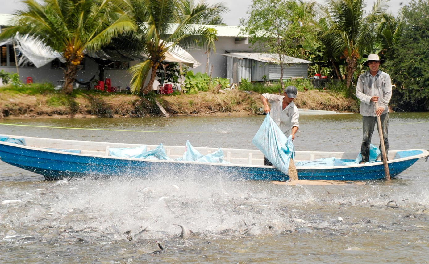 Nuôi cá tra ở ĐBSCL. Ảnh: Cảnh Kỳ