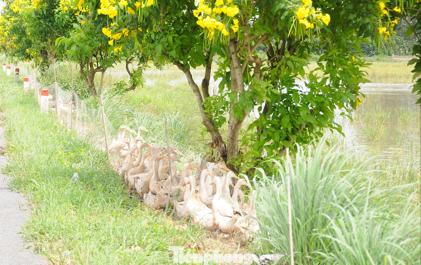 Đàn vịt "giải lao" trưa nắng dưới gốc hoàng yến.