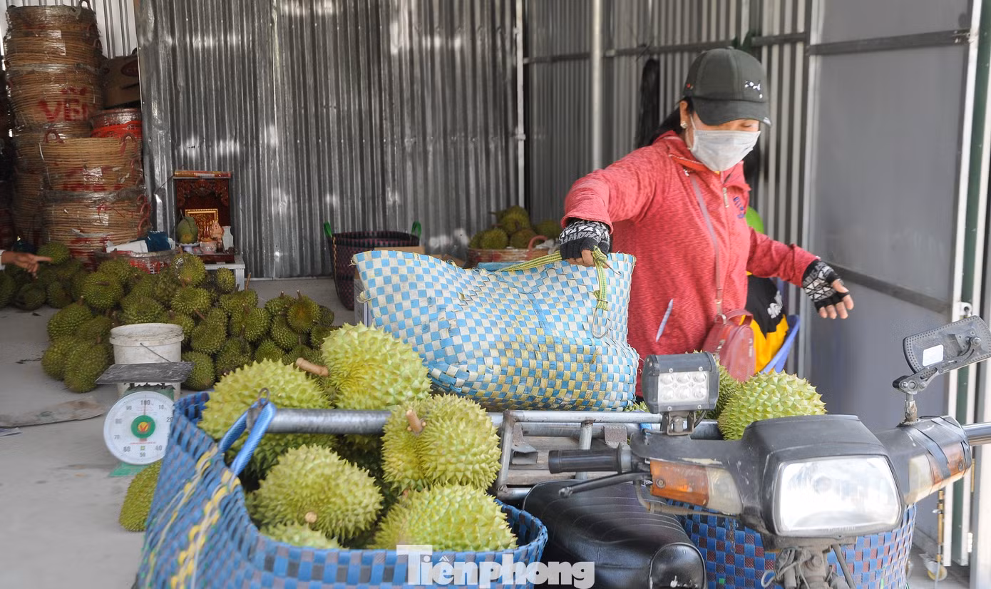 Giá sầu riêng giảm mạnh trong thời gian qua.