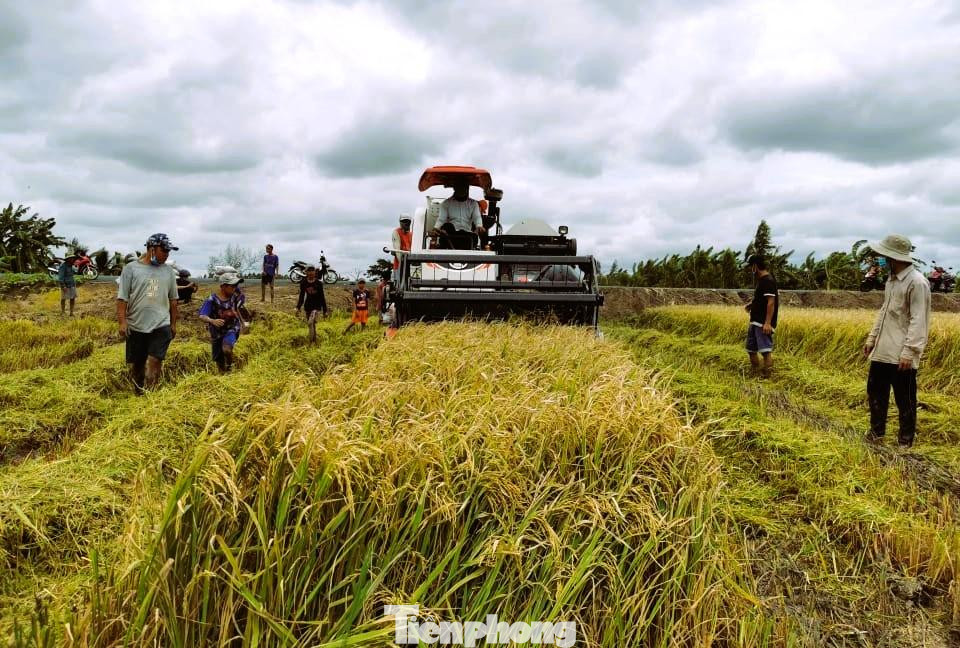 Thu hoạch lúa ở ĐBSCL. Ảnh: CK