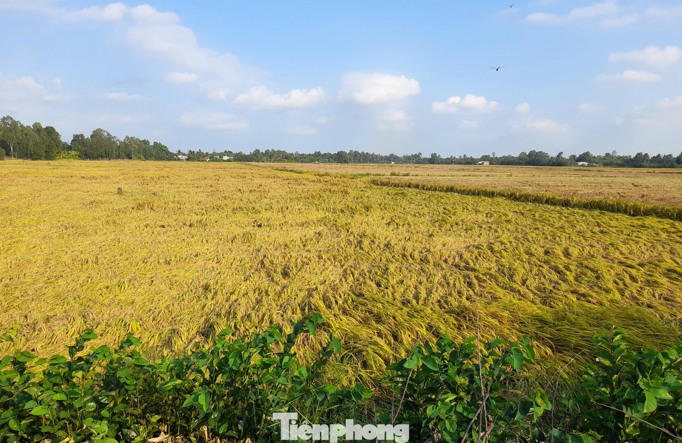 Mưa trái mùa làm lúa đổ ngã, ảnh hưởng đến năng suất và khó khăn trong thu hoạch lúa Đông Xuân ở ĐBSCL. Ảnh: Cảnh Kỳ Mưa trái mùa làm lúa đổ ngã, ảnh hưởng đến năng suất và khó khăn trong thu hoạch lúa Đông Xuân ở ĐBSCL. Ảnh: Cảnh Kỳ