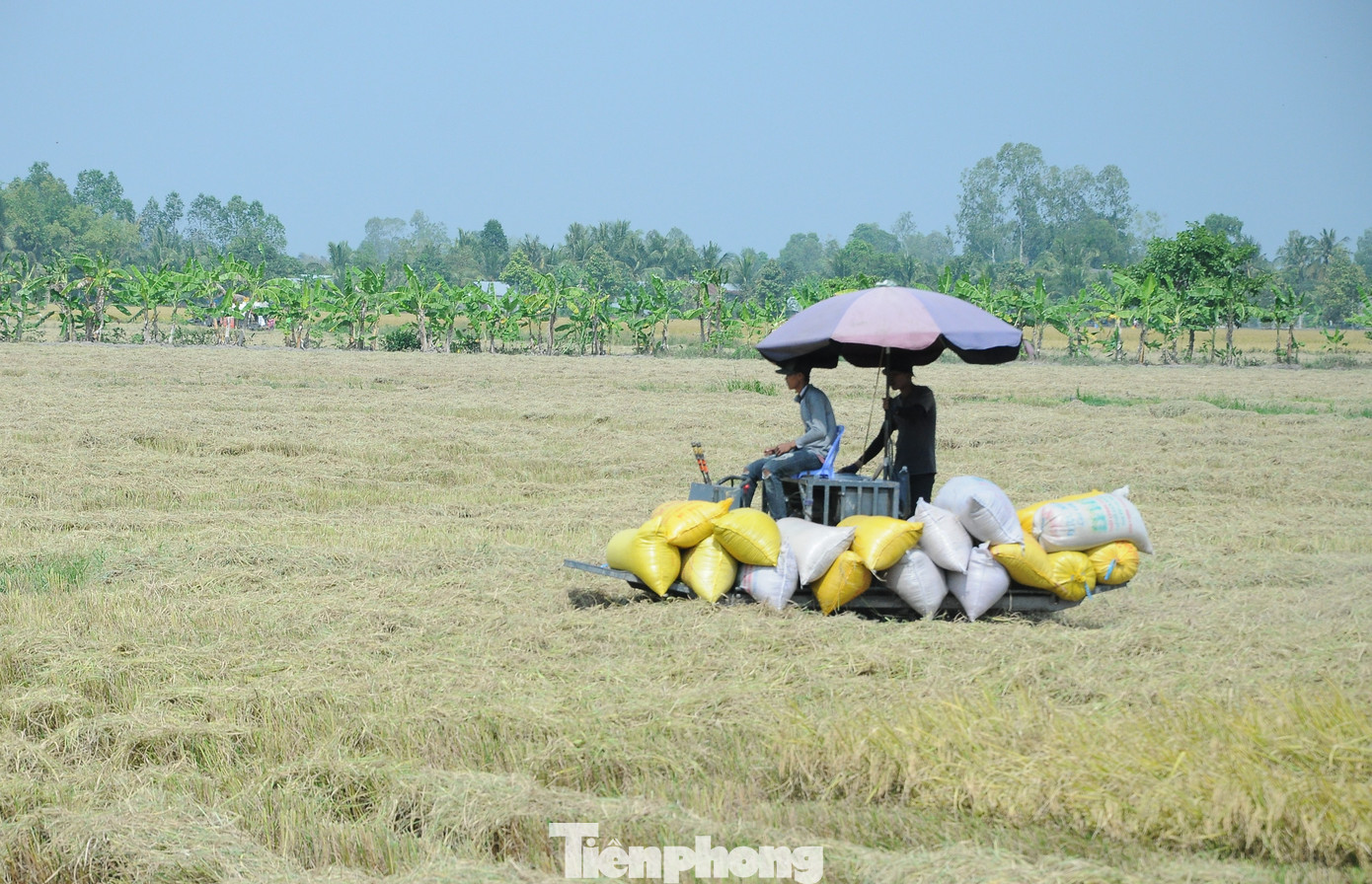 Nông dân Đồng bằng sông Cửu Long trúng mùa vụ Đông Xuân, tuy nhiên giá lúa gần đây liên tục giảm làm vơi đi lợi nhuận của người trồng lúa. Ảnh: CK. Nông dân Đồng bằng sông Cửu Long trúng mùa vụ Đông Xuân, tuy nhiên giá lúa gần đây liên tục giảm làm vơi đi lợi nhuận của người trồng lúa. Ảnh: CK.