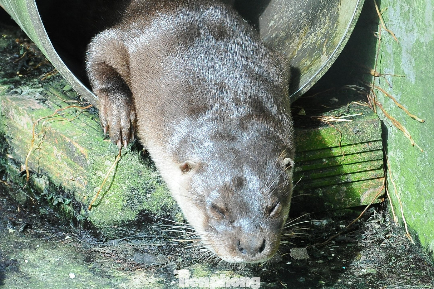 Rái cá lông mũi, loài đặc hữu tại VQG U Minh Thượng.