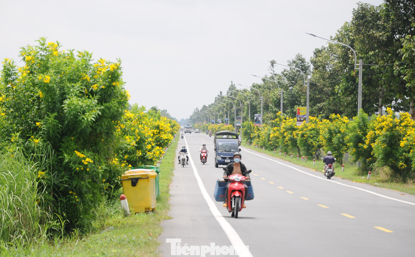 Hoàng yến còn gọi là hoa chuông vàng, có nguồn gốc từ châu Mỹ. Ở Việt Nam, loài hoa này được trồng nhiều ở phía Nam, nhất là vùng Đồng bằng sông Cửu Long.