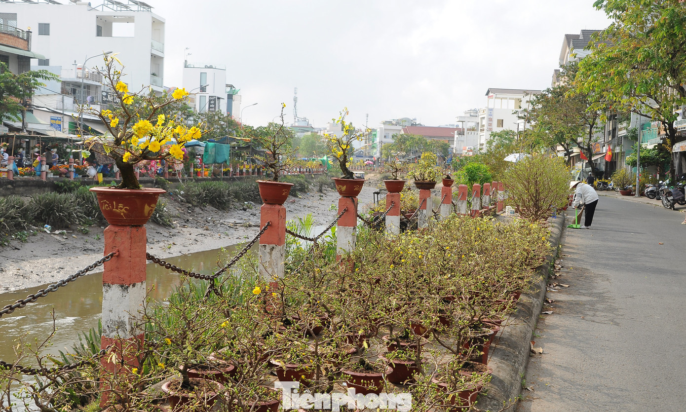 Mai bày bán bên đường Huỳnh Cương.