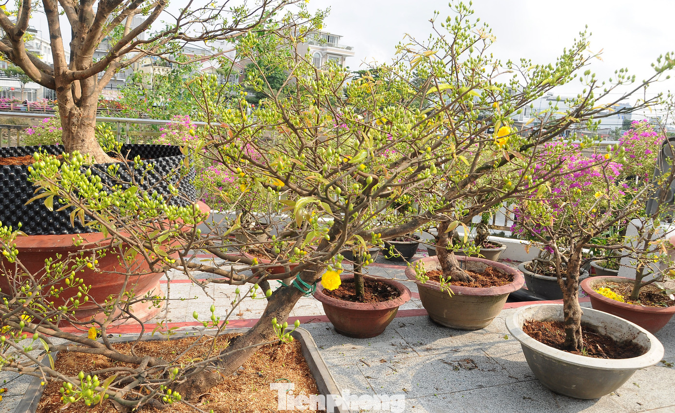 Những cây mai vàng đua nở chờ khách bên bờ kênh dẫn vào hồ Xáng Thổi.