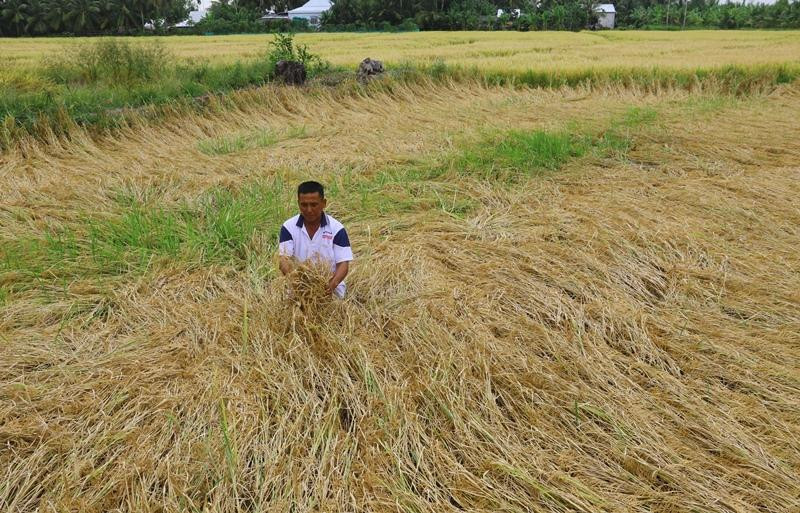 Một ruộng lúa ở xã Vĩnh Thuận Đông, huyện Long Mỹ, tỉnh Hậu Giang bị ảnh hưởng do thời tiết, máy cắt không đến kịp. Một ruộng lúa ở xã Vĩnh Thuận Đông, huyện Long Mỹ, tỉnh Hậu Giang bị ảnh hưởng do thời tiết, máy cắt không đến kịp.