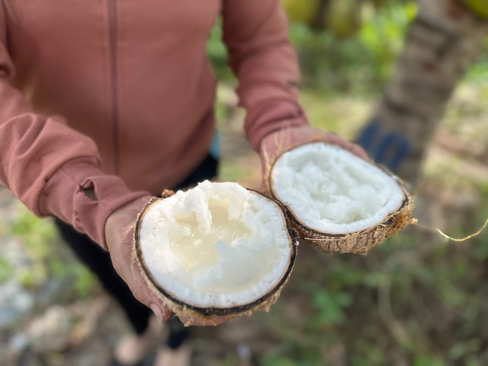 Đặc sản dừa sáp, một trong những cây trồng chủ lực của Trà Vinh.