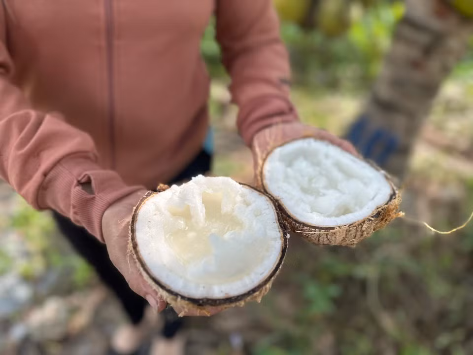 Đặc sản dừa sáp, một trong những cây trồng chủ lực của Trà Vinh. Đặc sản dừa sáp, một trong những cây trồng chủ lực của Trà Vinh.