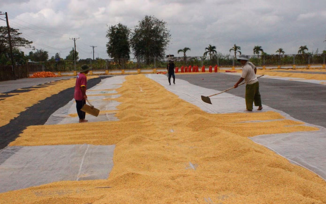 Nông dân được xem là điểm yếu nhất trong chuỗi giá trị lúa gạo. Ảnh: CK Nông dân được xem là điểm yếu nhất trong chuỗi giá trị lúa gạo. Ảnh: CK