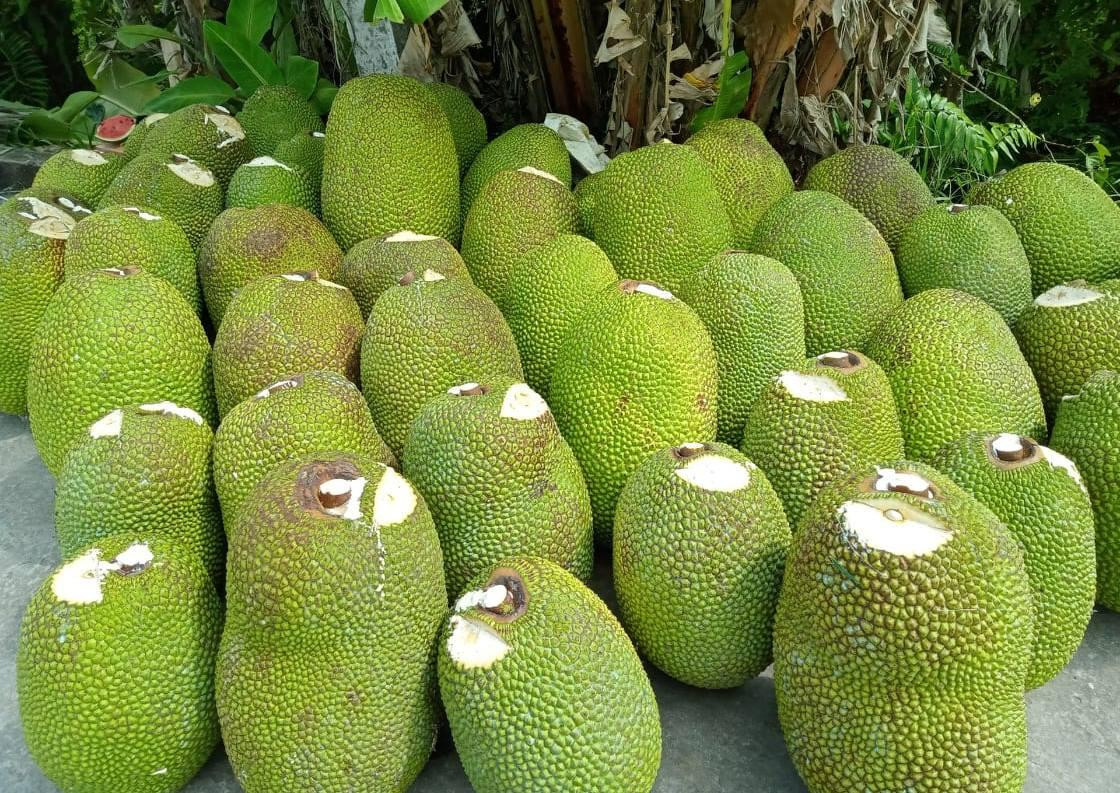 Theo anh Hải, hiện cũng không dám thu mua với số lượng lớn vì không có đầu ra. Mặc dù biết phụ thuộc quá nhiều vào một thị trường xuất khẩu sẽ tiềm ẩn rủi ro, song hiện nay ngoài thị trường Trung Quốc thì việc tìm kiếm các thị trường khác cũng không dễ. Theo anh Hải, hiện cũng không dám thu mua với số lượng lớn vì không có đầu ra. Mặc dù biết phụ thuộc quá nhiều vào một thị trường xuất khẩu sẽ tiềm ẩn rủi ro, song hiện nay ngoài thị trường Trung Quốc thì việc tìm kiếm các thị trường khác cũng không dễ.