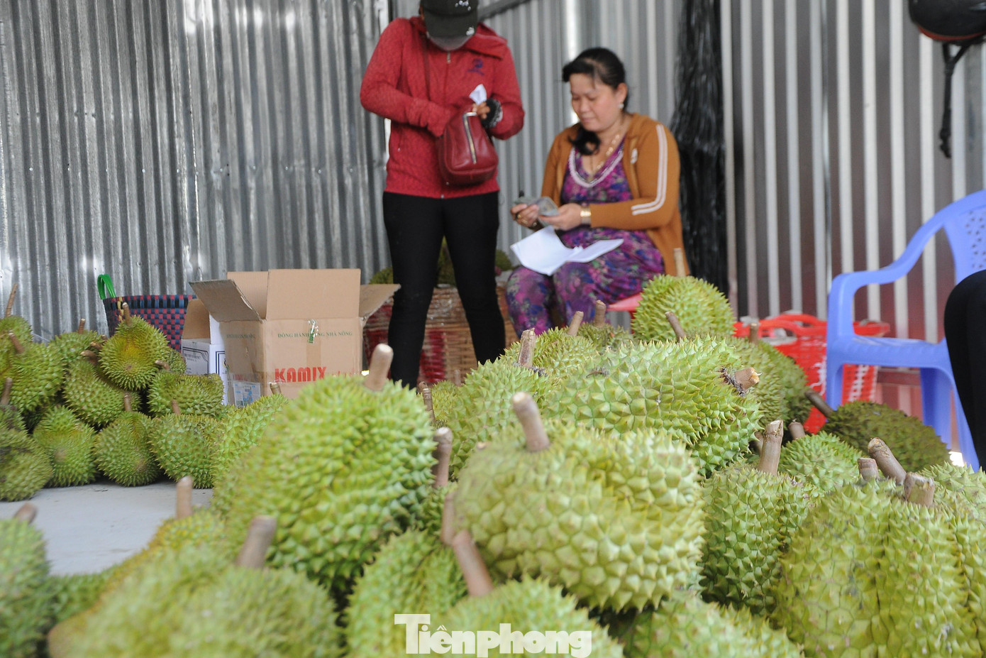 Giá sầu riêng đã tăng mạnh sau khi được xuất khẩu chính ngạch sang Trung Quốc.